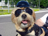        BMW K1200RS,       ,     Biker Dogs MC International,   