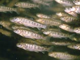  , -          (Salmo salar)   (Salmo trutta)
