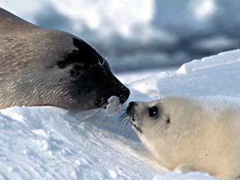   ,    travelwithchallenge.com 