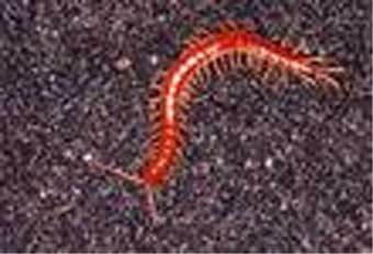 ����������, ���� � ����� zoo.rin.ru