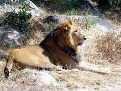 Лев в национальном парке Зимбабве Lion and Сheetah Park, фото с сайта babakfakhamzadeh.com Лев в национальном парке Зимбабве Lion and Сheetah Park, фото с сайта babakfakhamzadeh.com