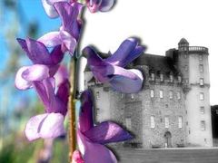 Vicia vulgaris (вика обыкновенная) на фоне шотландского замка, фото с сайта coloredhome.com Vicia vulgaris (вика обыкновенная) на фоне шотландского замка, фото с сайта coloredhome.com