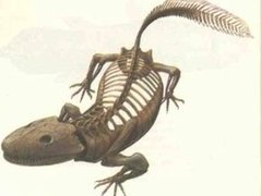 Скелет Ichthyostega, фото с сайта unesp.br Скелет Ichthyostega, фото с сайта unesp.br