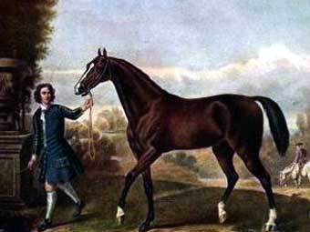  Darley Arabian,    ,    horsecare.stablemade.com