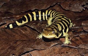 �������� ����������, ���� � ����� petpet.ne.jp