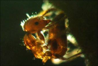 ������� Myrmelachista schumanni, ���� � ����� BBC