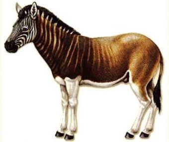 ������, ������� � ����� ilportaledelcavallo.it