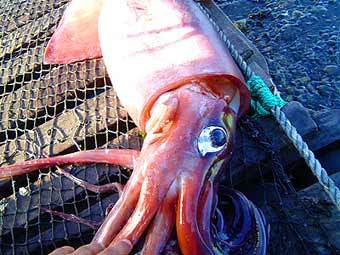 ���������� �������, ���� � ����� esa.int