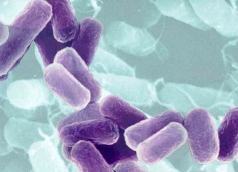 �������� E.coli, ���� � ����� ufl.edu