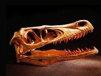 ����� �������������, ���� � ����� wikipedia.org