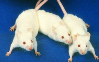 ����������� � ����� swarthmore.edu