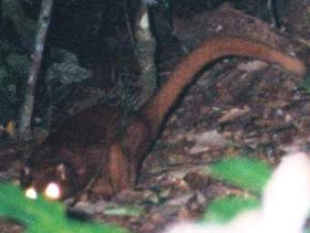 ����� �������������, ���� � ����� New Scientist