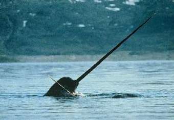 ������, ���� � ����� schoolworld.asn.au