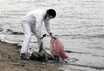 Сотрудник министерства здравоохранения Греции собирает мертвых лебедей. Фото AFP