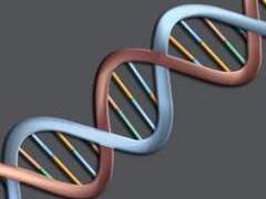 Двойная спираль ДНК, иллюстрация с сайта microbiology.scu.edu.tw Двойная спираль ДНК, иллюстрация с сайта microbiology.scu.edu.tw
