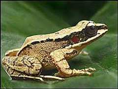 Amolops tormotus, фото с сайта BBC Amolops tormotus, фото с сайта BBC