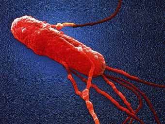  Salmonella.    tcnj.edu