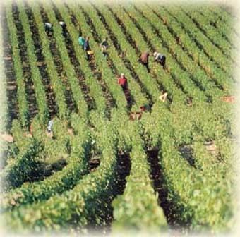   ,    http://www.wineworld.ru