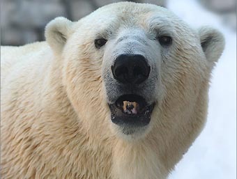    fotoregion.ru