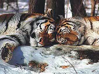  .    tigers.ru.