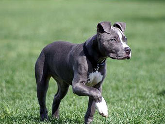   .    bulldogbreeds.com