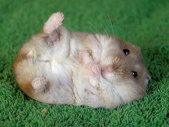   petpress.com
