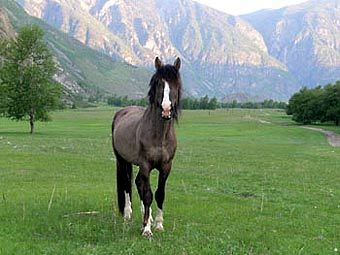    barnaul-altai.ru