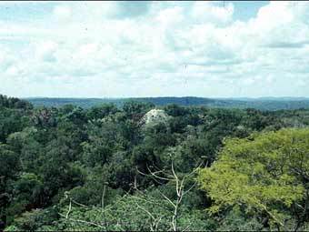  .    rainforestweb.org