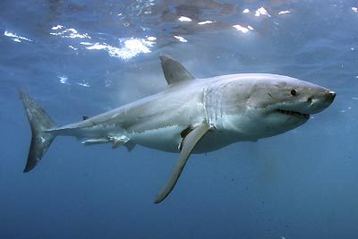   ,     www.underwater.com.au