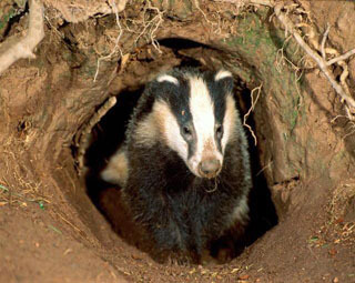 ,    www.badger-watch.co.uk