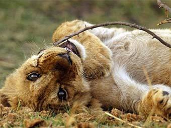 .    african-safari-and-travel-advisor.com