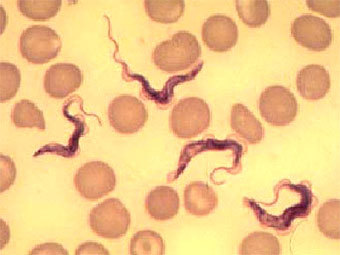  Trypanosoma brucei   .    canisius.edu