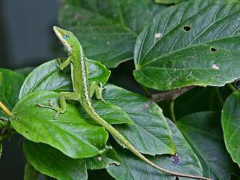   Anolis carolinensis.    utah.edu