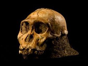  Australopithecus sediba.   