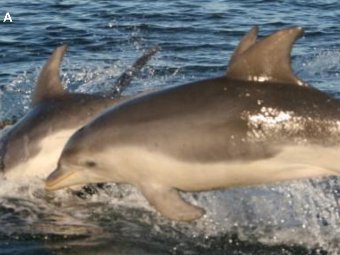 Tursiops australis.   